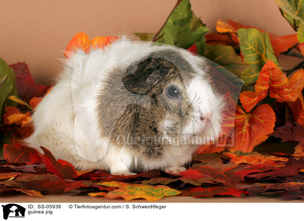 Rosettenmeerschwein / guinea pig / SS-05936