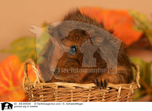 Rosettenmeerschwein in Krbchen / guinea pig in basket / SS-05939