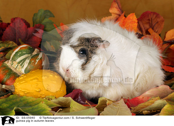 Rosettenmeerschwein in Herbstlaub / guinea pig in autumn leaves / SS-05940
