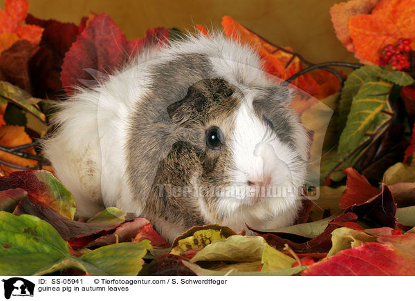 Rosettenmeerschwein in Herbstlaub / guinea pig in autumn leaves / SS-05941