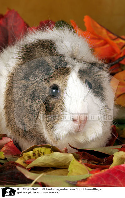 Rosettenmeerschwein in Herbstlaub / guinea pig in autumn leaves / SS-05942