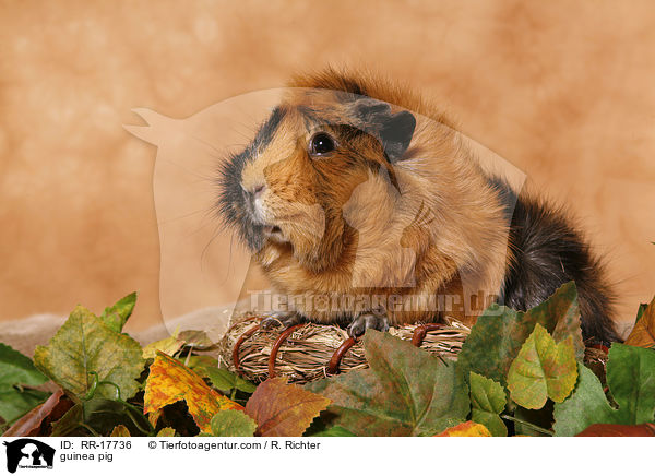 Meerschwein / guinea pig / RR-17736