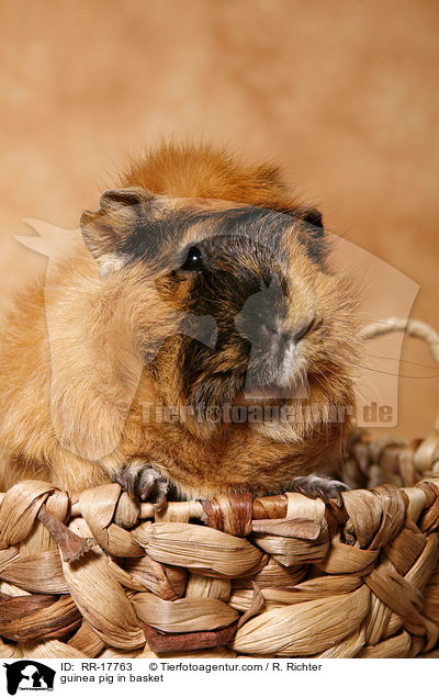 guinea pig in basket / RR-17763