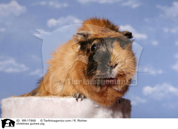 Weihnachtsmeerschweinchen / christmas guinea pig / RR-17868