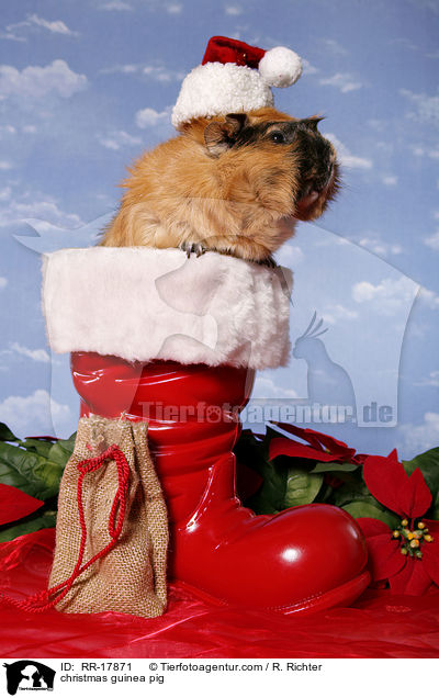 Weihnachtsmeerschweinchen / christmas guinea pig / RR-17871