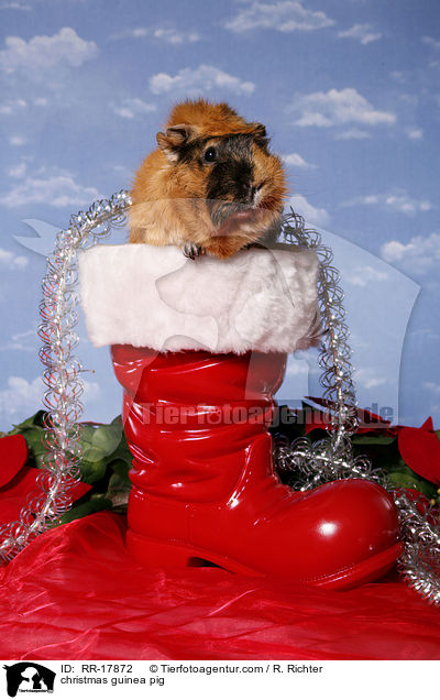 Weihnachtsmeerschweinchen / christmas guinea pig / RR-17872