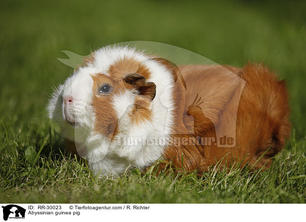 Rosettenmeerschweinchen / Abyssinian guinea pig / RR-30023