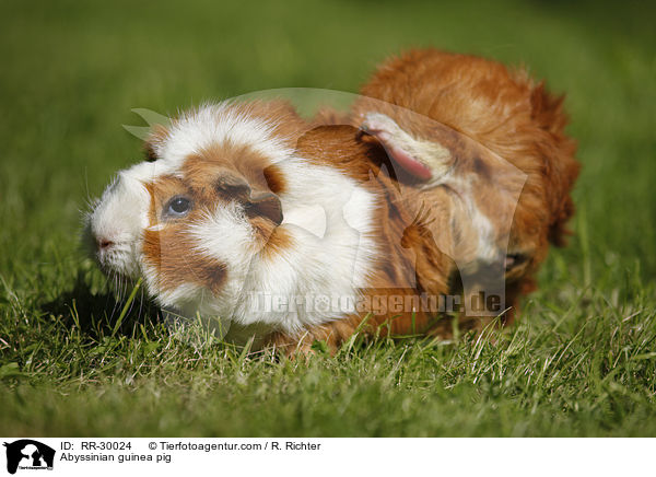 Abyssinian guinea pig / RR-30024