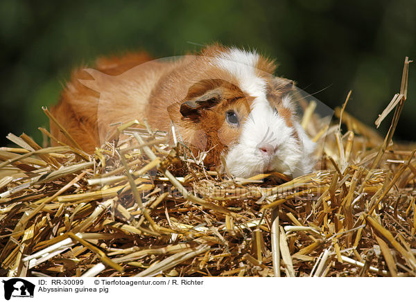 Rosettenmeerschweinchen / Abyssinian guinea pig / RR-30099