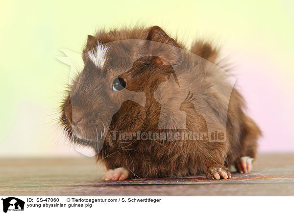 junges Rosettenmeerschweinchen / young abyssinian guinea pig / SS-47060