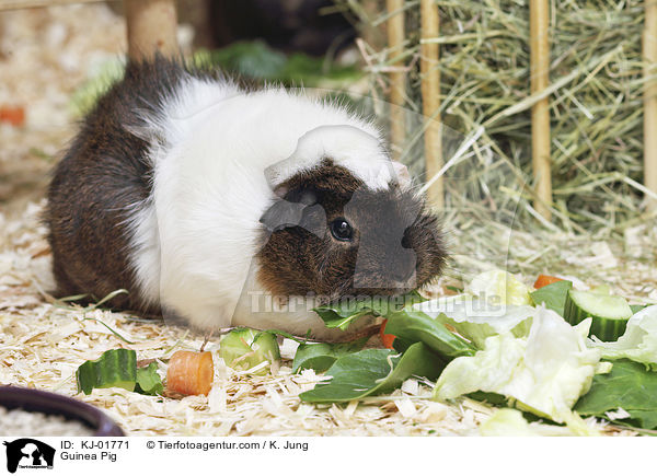 Meerschweinchen / Guinea Pig / KJ-01771