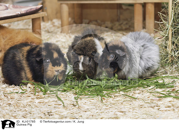 Meerschweinchen / Guinea Pig / KJ-01785