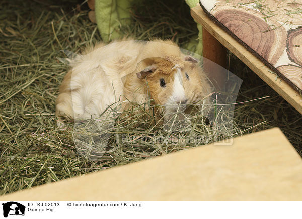 Meerschweinchen / Guinea Pig / KJ-02013