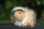 guinea pig