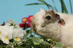 guinea pig