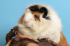 guinea pig