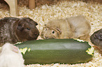 Guinea Pig