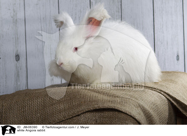 weies Angorakaninchen / white Angora rabbit / JM-06390