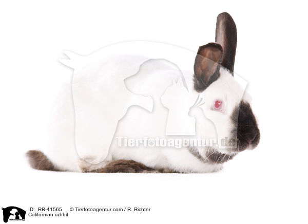 Californian rabbit / RR-41565