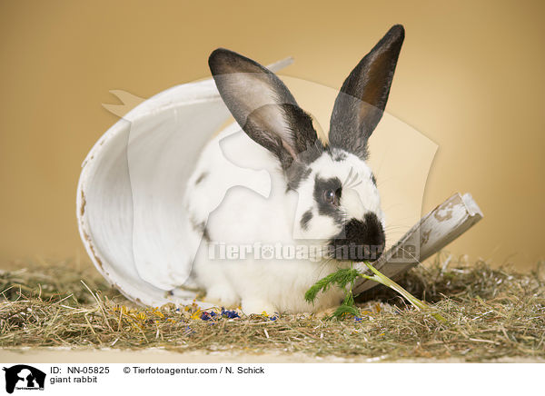 Deutscher Riesenschecke / giant rabbit / NN-05825