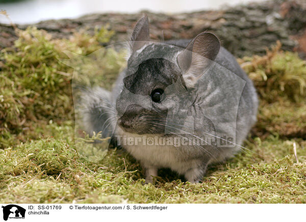 chinchilla / SS-01769