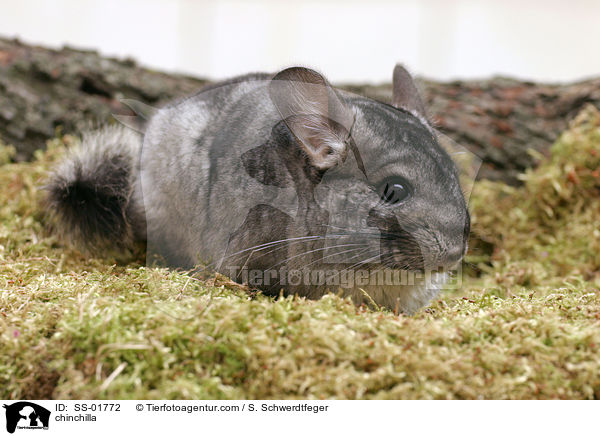 Chinchilla / chinchilla / SS-01772