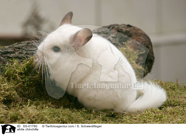 weies Chinchilla / white chinchilla / SS-01780