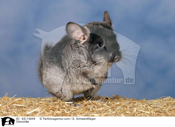 Chinchilla / Chinchilla / SS-13849