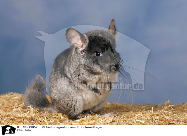 Chinchilla / Chinchilla / SS-13852