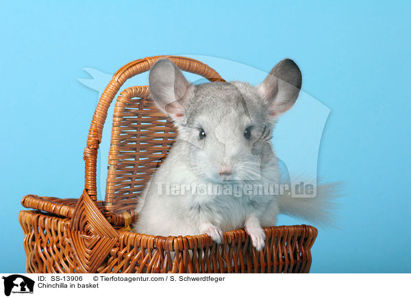 Chinchilla im Krbchen / Chinchilla in basket / SS-13906