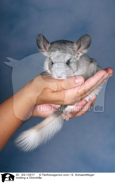 Chinchilla auf Hand / holding a Chinchilla / SS-13917