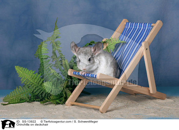 Chinchilla auf Liegestuhl / Chinchilla on deckchair / SS-13922