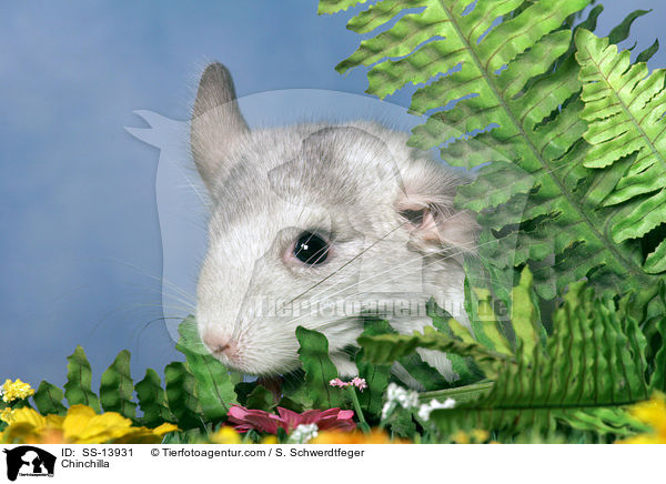 Chinchilla / Chinchilla / SS-13931