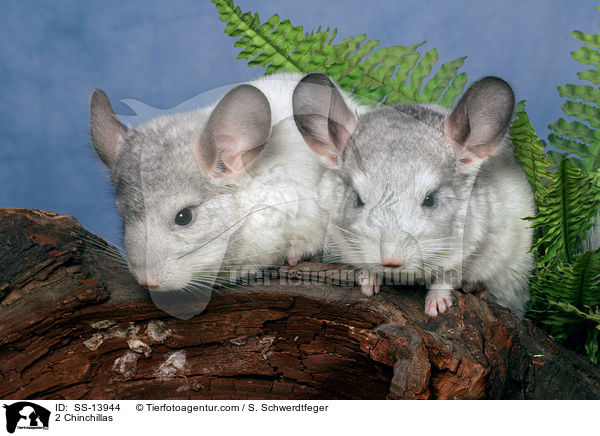 2 Chinchillas / 2 Chinchillas / SS-13944