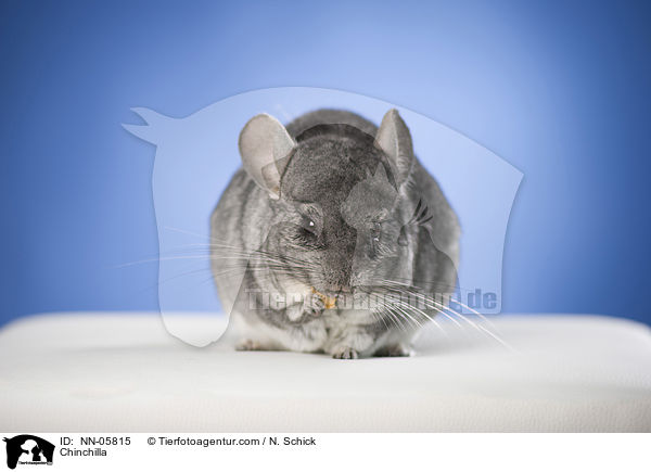 Chinchilla / NN-05815