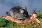 Chinchilla