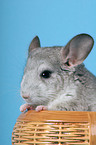 Chinchilla in basket