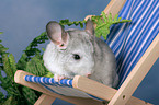 Chinchilla on deckchair