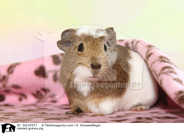 Crested Meerschweinchen / crested guinea pig / SS-47071