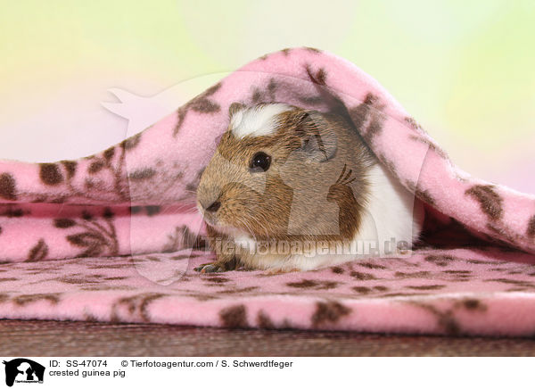 Crested Meerschweinchen / crested guinea pig / SS-47074