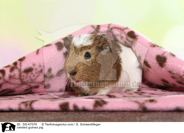 Crested Meerschweinchen / crested guinea pig / SS-47076