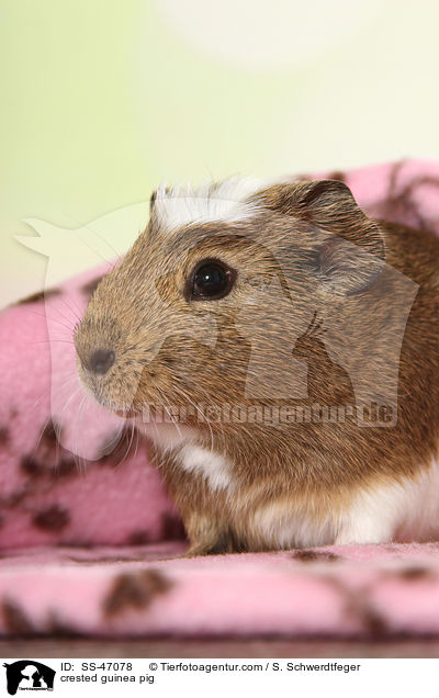 Crested Meerschweinchen / crested guinea pig / SS-47078