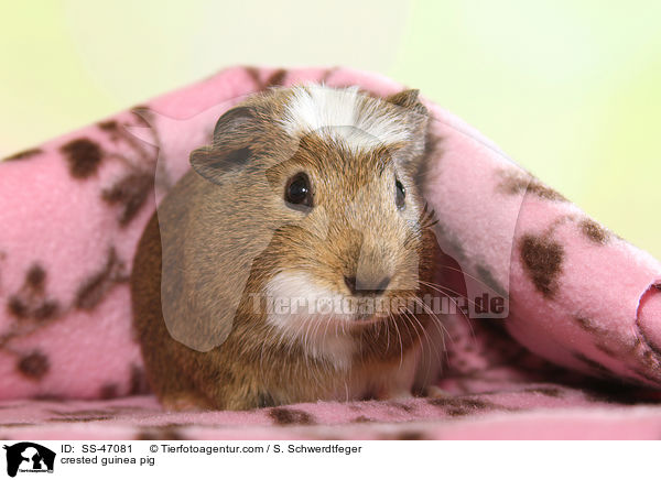 Crested Meerschweinchen / crested guinea pig / SS-47081