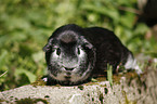 Crested guinea pig