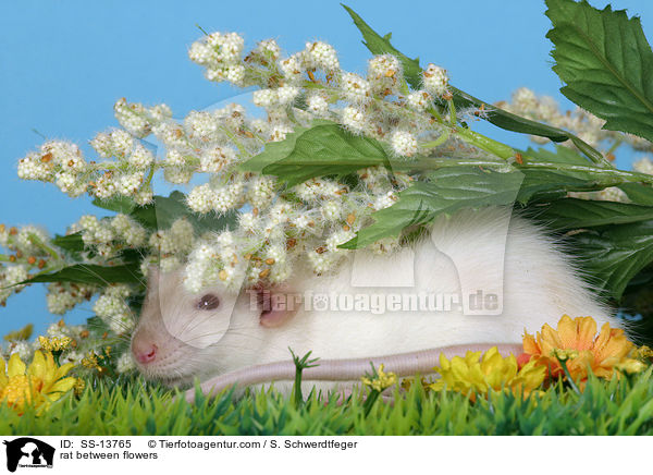 Dumboratte zwischen Blumen / rat between flowers / SS-13765