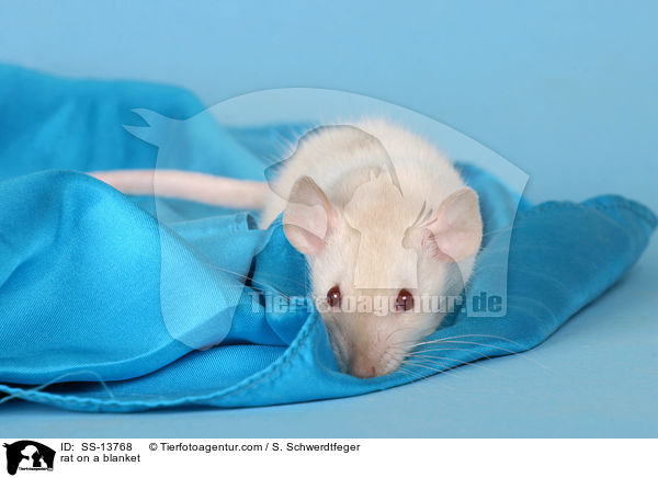 Dumboratte auf Decke / rat on a blanket / SS-13768