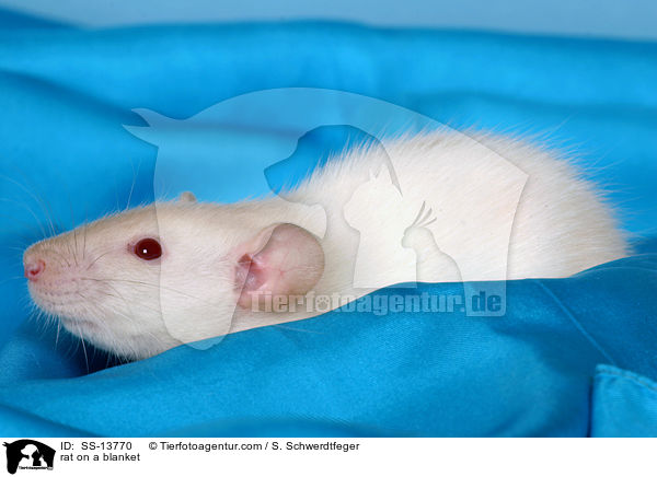 Dumboratte auf Decke / rat on a blanket / SS-13770