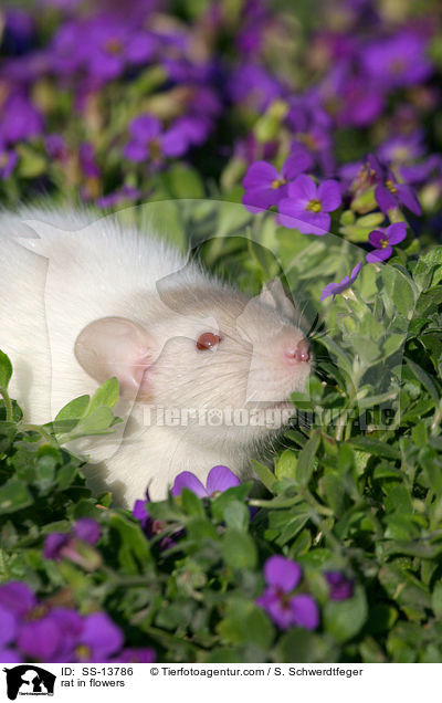 Dumboratte in Blumen / rat in flowers / SS-13786