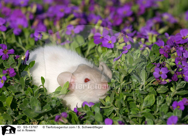 Dumboratte in Blumen / rat in flowers / SS-13787