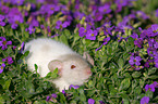 rat in flowers